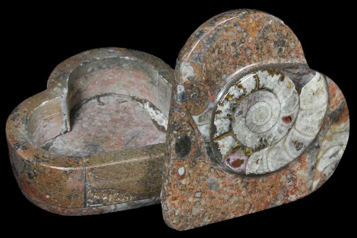Fossiliferous Limestone Box With Goniatites & Orthoceras #123548